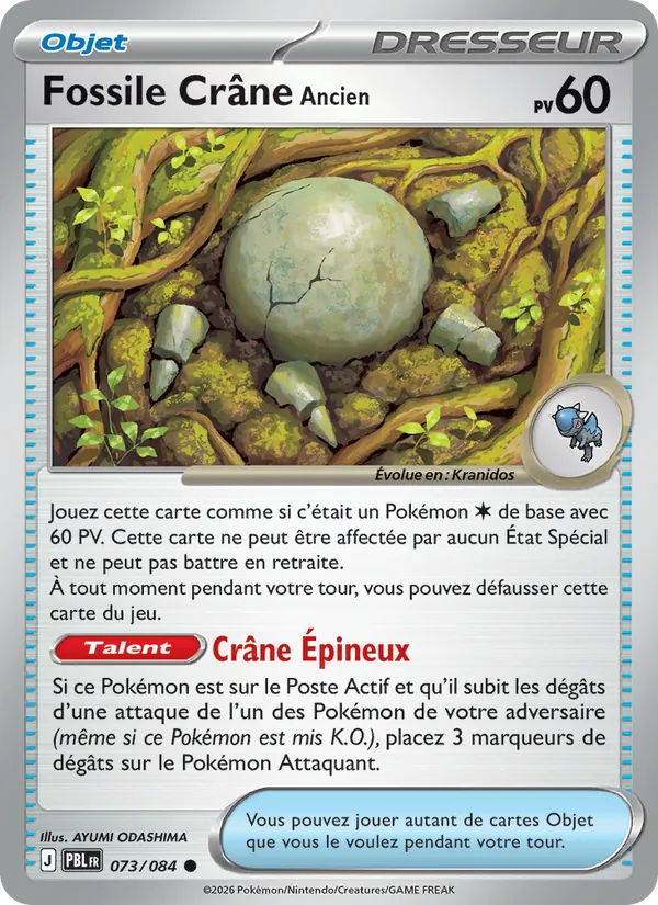 Fossile Crâne Ancien – Nuit Noire 73